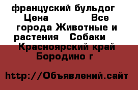 француский бульдог › Цена ­ 40 000 - Все города Животные и растения » Собаки   . Красноярский край,Бородино г.